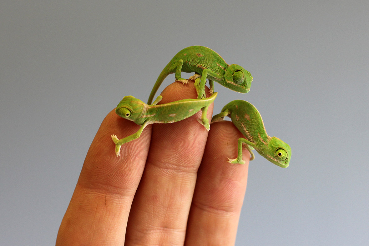 Tiny bright green baby veiled chameleons hatch at Sydney's Taronga Zoo