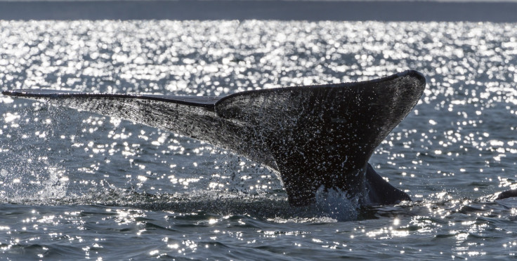 Grey whale