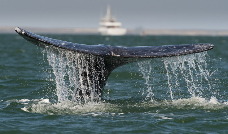 Grey whale
