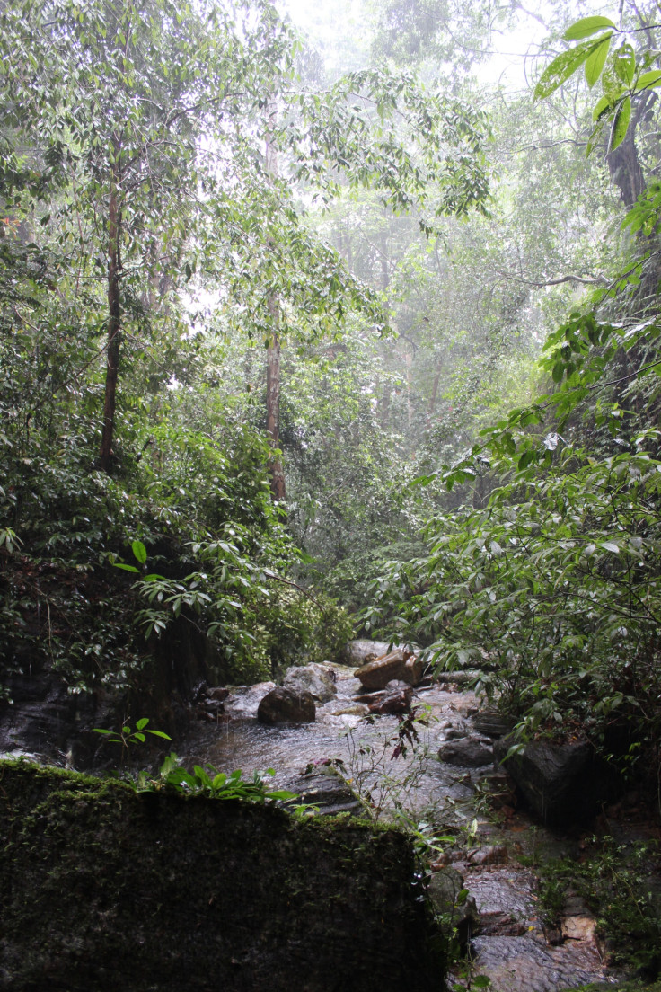 early humans rainforest