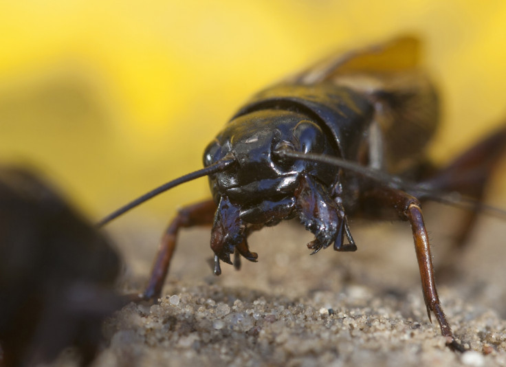 fighting cricket