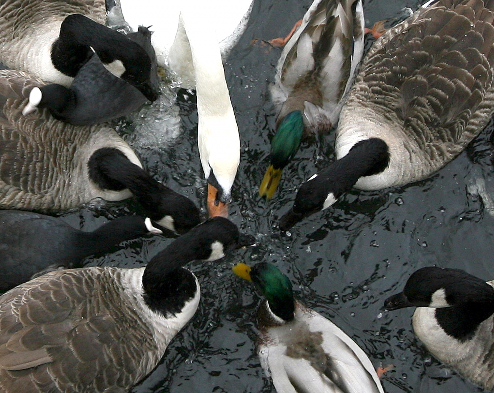 should-you-or-should-you-not-feed-ducks-bread-when-at-the-park