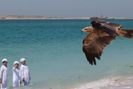 Darshan the eagle in Dubai
