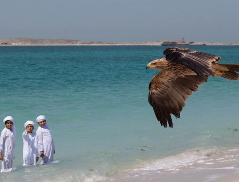 Darshan the eagle in Dubai