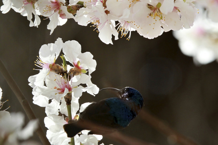 HUMMINGBIRD