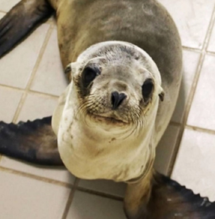 stranded sea lion in California