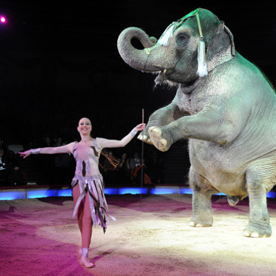 animal circus ban Mexico