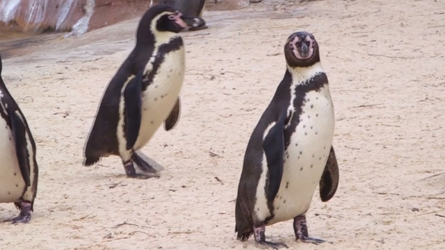 Scientists at London Zoo studying why penguins waddle | IBTimes UK