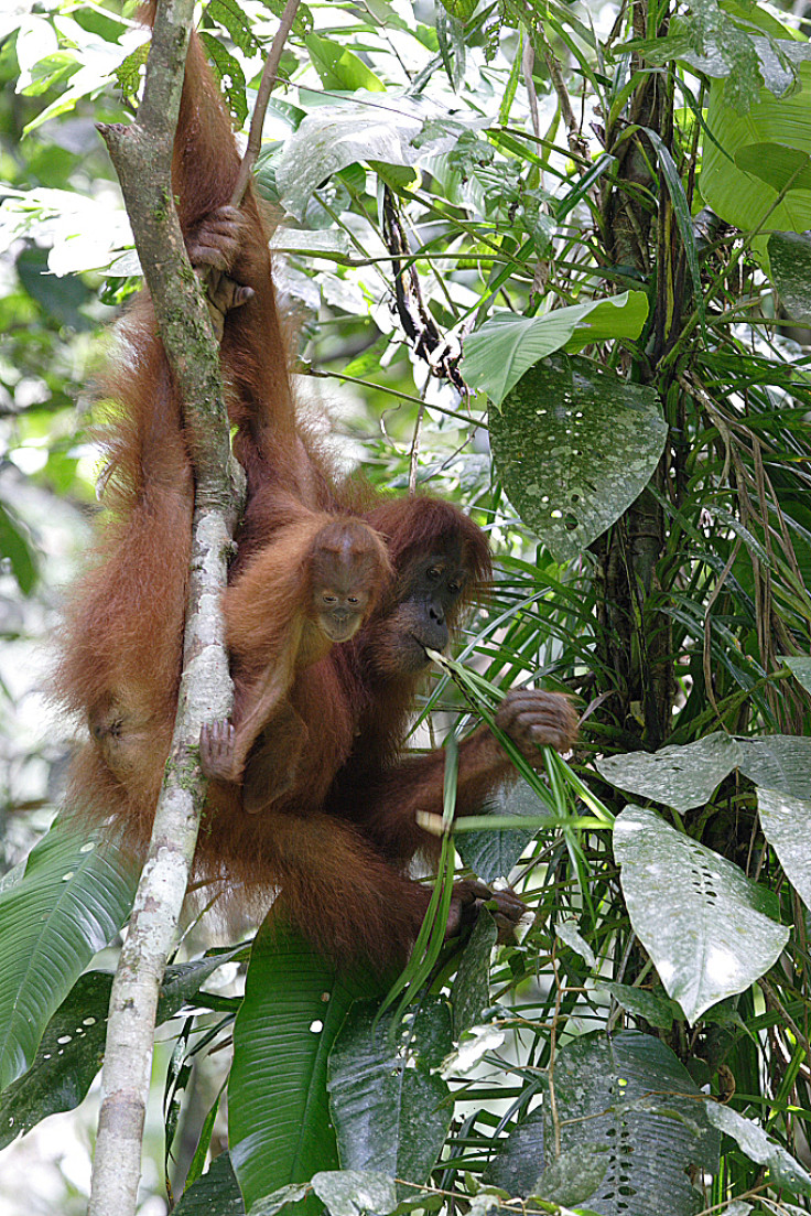 orangutan kiss squeak
