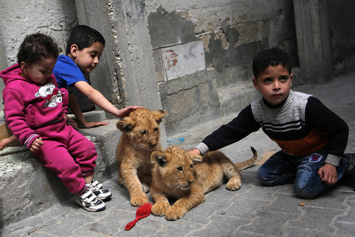Gaza pet lion cubs