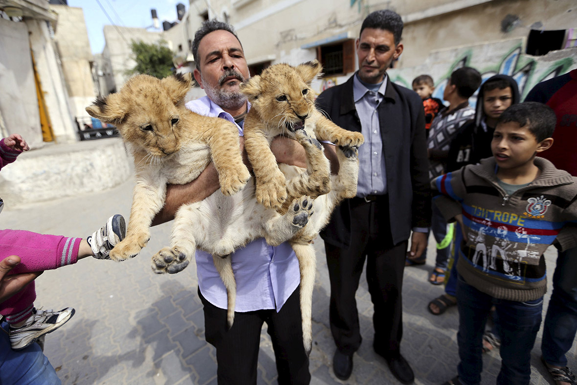 Gaza pet lion cubs