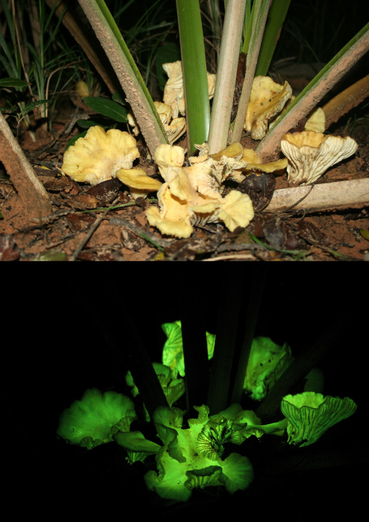 Glow-in-the-dark mushroom