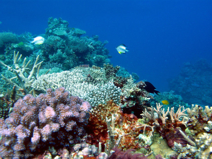 great barrier reef