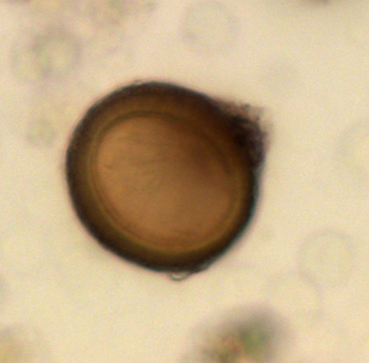 Taenia tapeworm egg