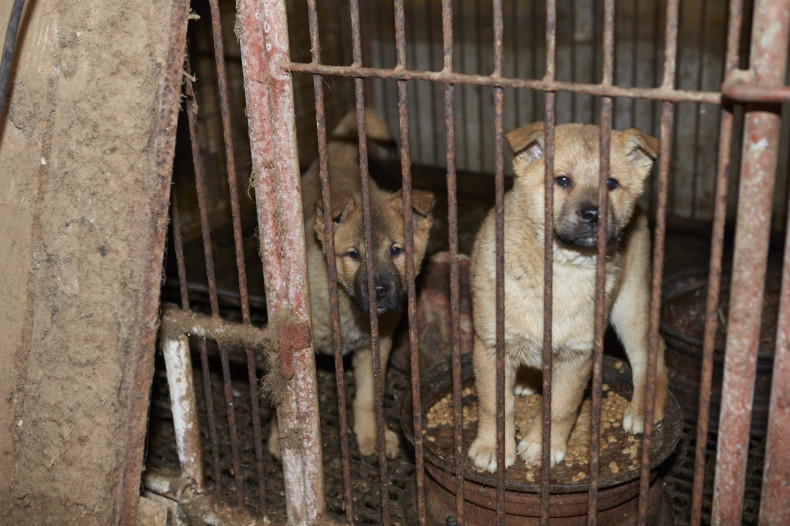 Dog rescue farm S.Korea