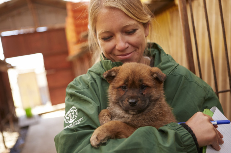 dog meat farm rescue S.Korea