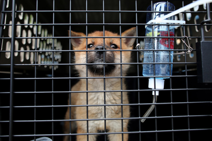 dog meat farm rescue S.Korea