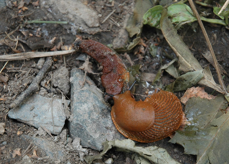 Britain faces explosion of giant cannibal slugs