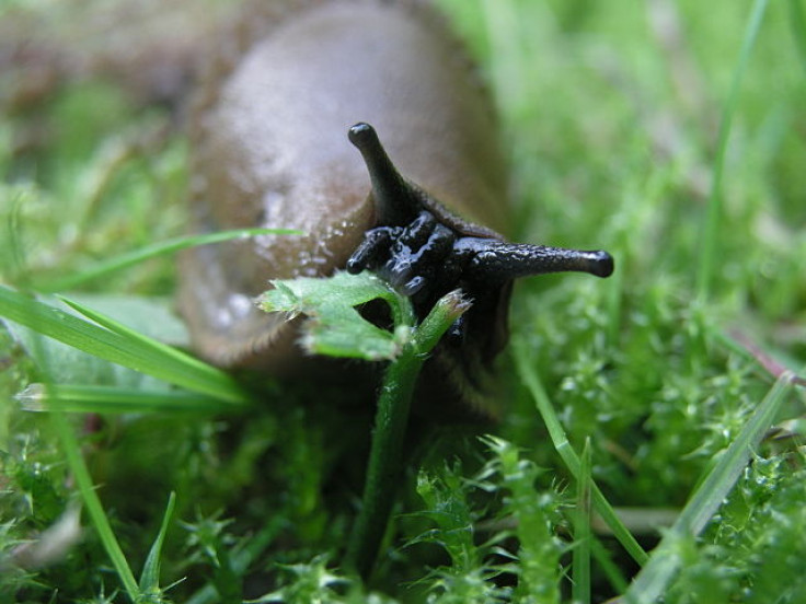 Spanish slug Arion vulgaris eating