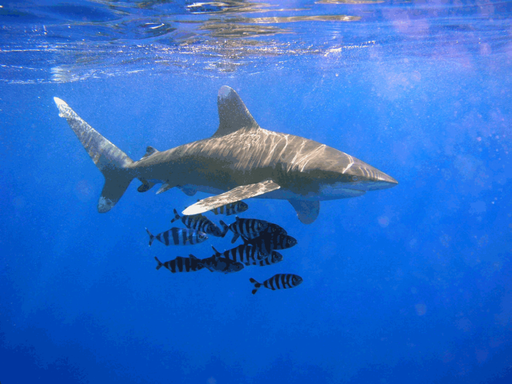 Oceanic whitetip shark