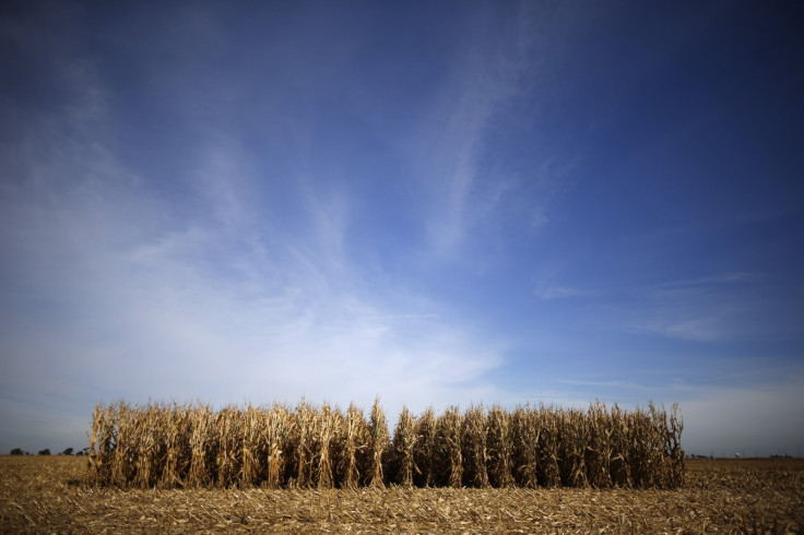 CORN CROP