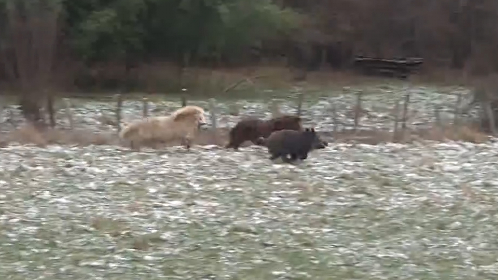 vichatter young 42 Dramatic video shows ponies save Belgian couple from rampaging wild boar |  IBTimes UK