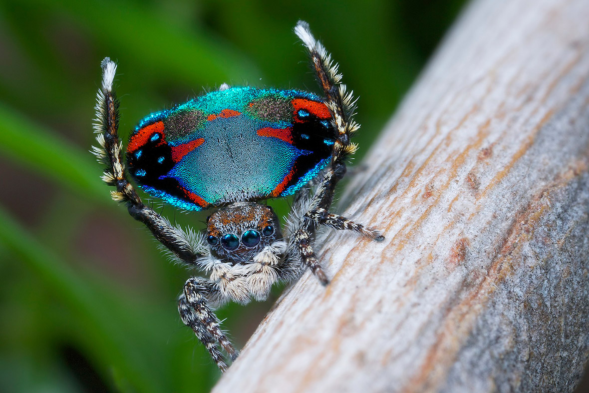 peacock spiders