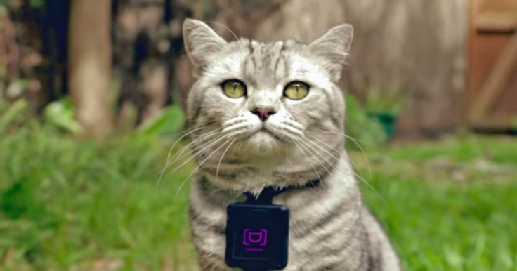 Catstacam: A camera for cats