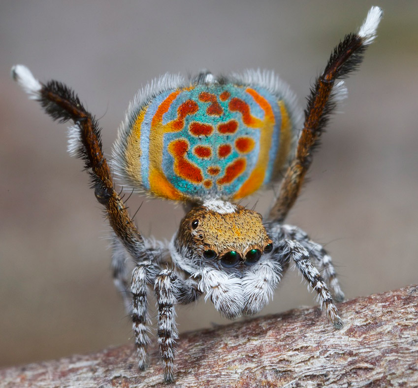 Australia S Peacock Spiders So Cute Even Arachnophobes Will Love Them [photos And Video