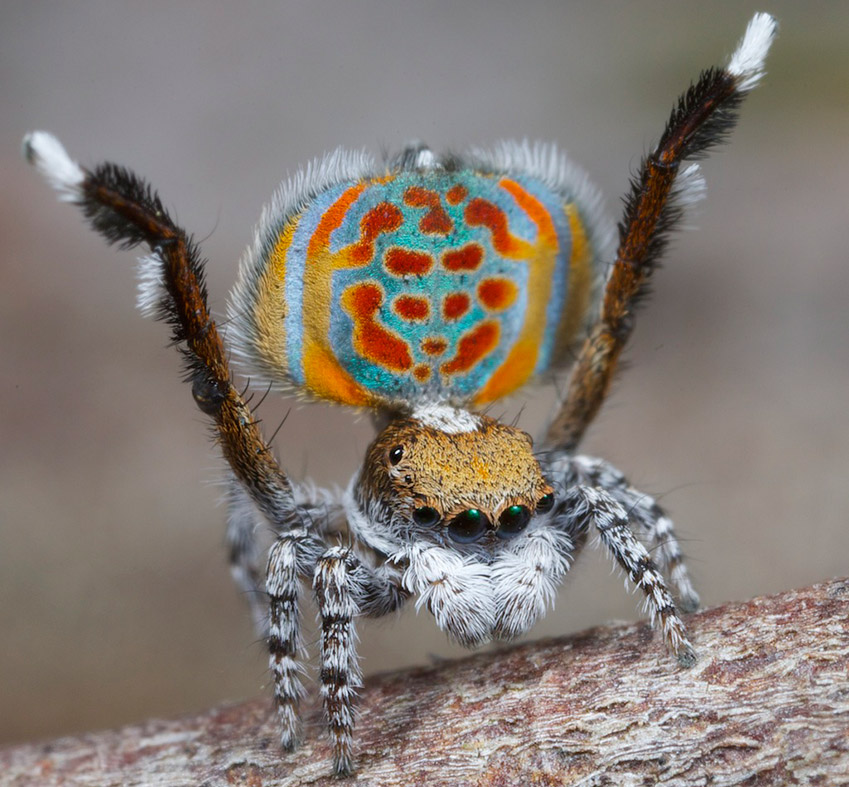 Australia's peacock spiders: So cute, even arachnophobes will love them ...