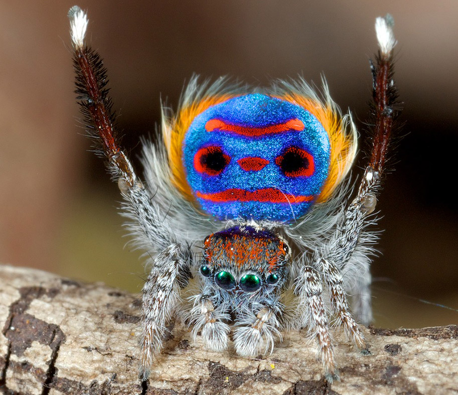 Australia's peacock spiders: So cute, even arachnophobes will love them ...