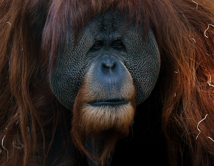 male orangutan