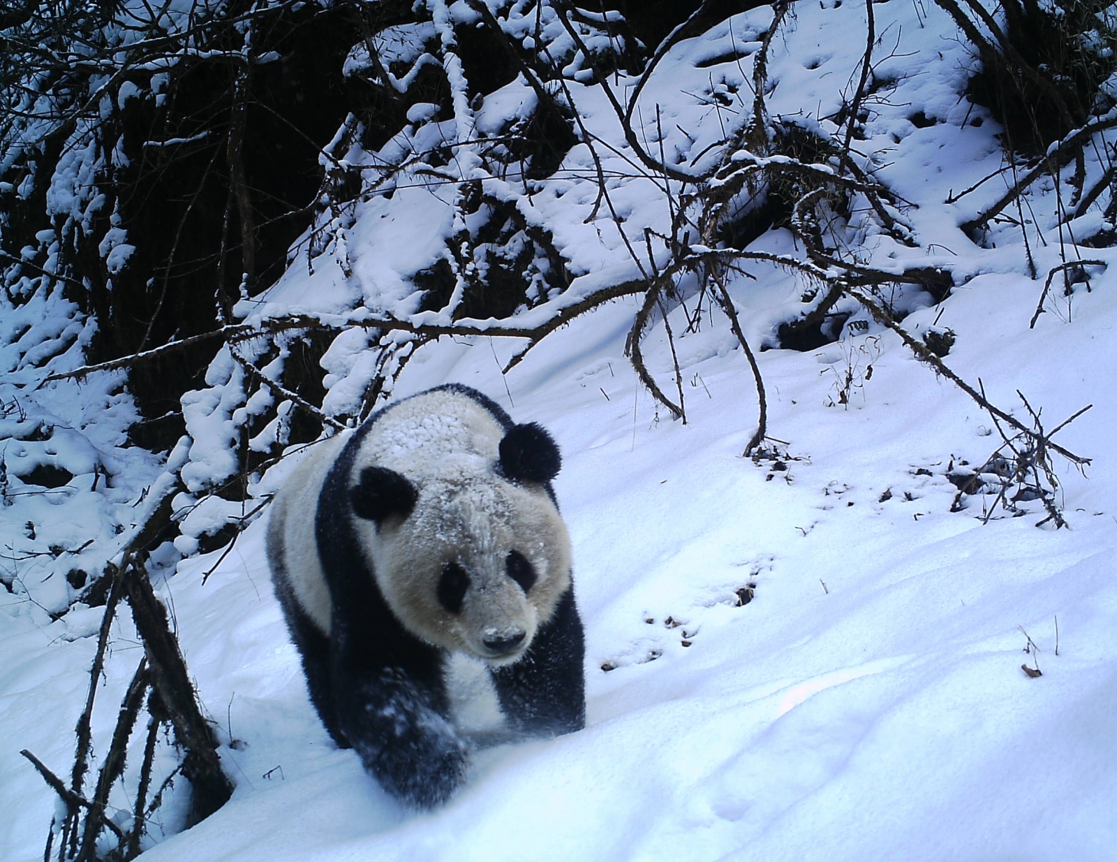 Giant pandas are pals in the wild reveals study on secret society