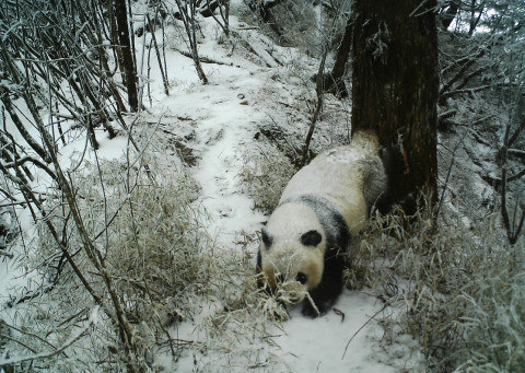 male panda scent marking