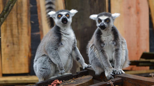 Lemur