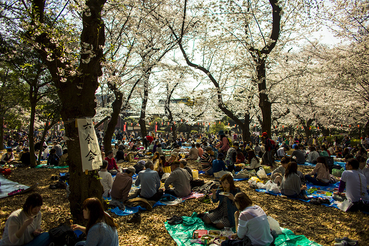 cherry blossom selfies japan