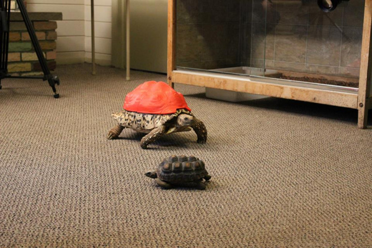 Tortoise wears a 3D printed shell