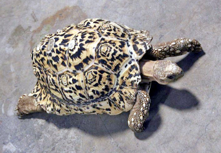 The tortoise without its new shell