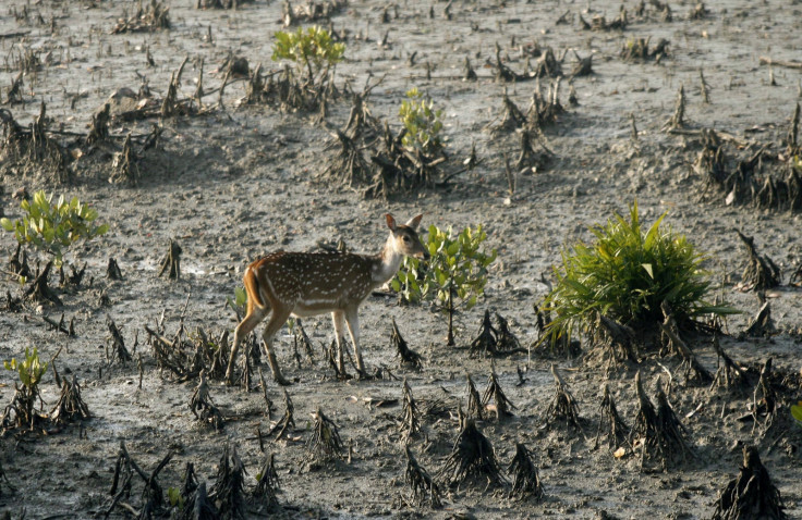 SUNDERBANS