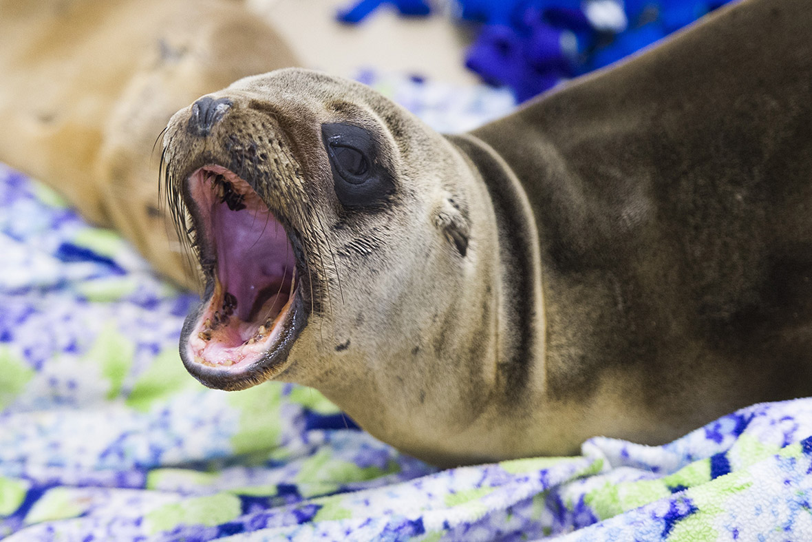 seals sea lions California