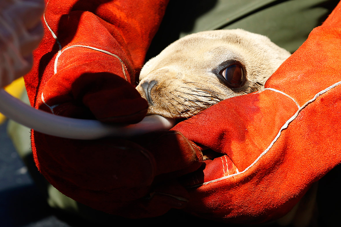 seals sea lions California