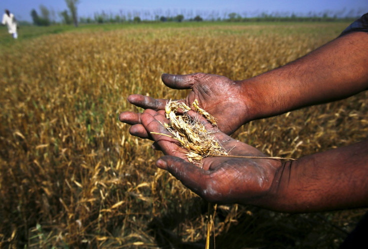 Damaged Wheat Crop in India Damaged Wheat Crop in India