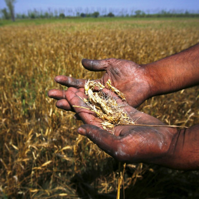 India's Wheat Imports at 5-Year High