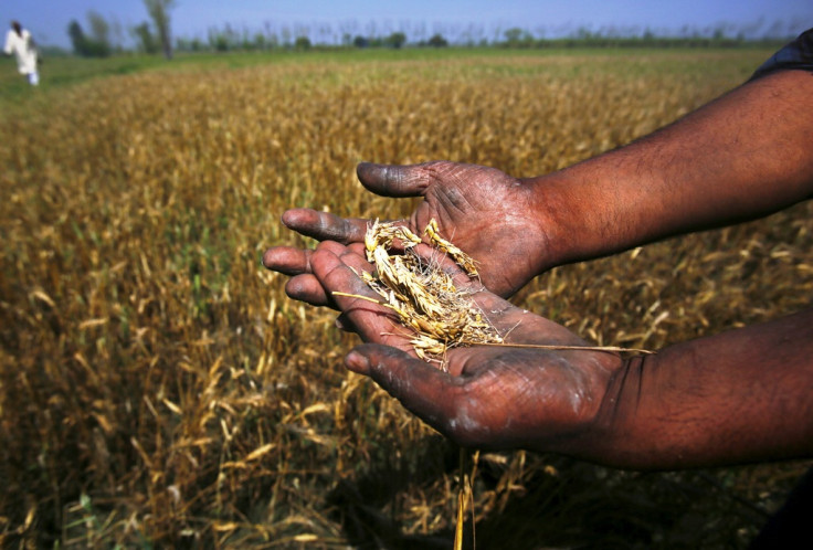 India's Wheat Imports at 5-Year High