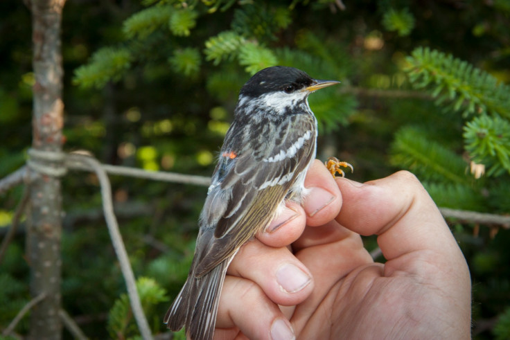 blackpoll warbler