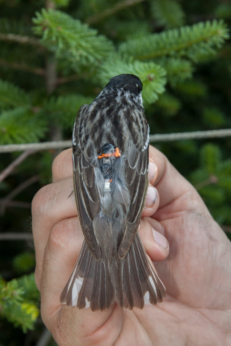 blackpoll warbler