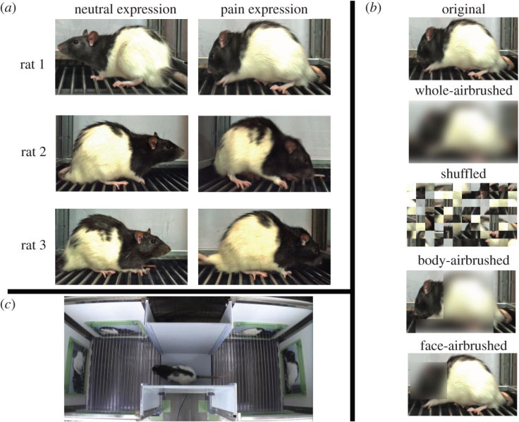 rat pain expressions