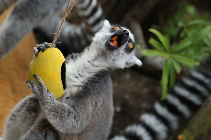 Lemurs at London Zoo enjoying