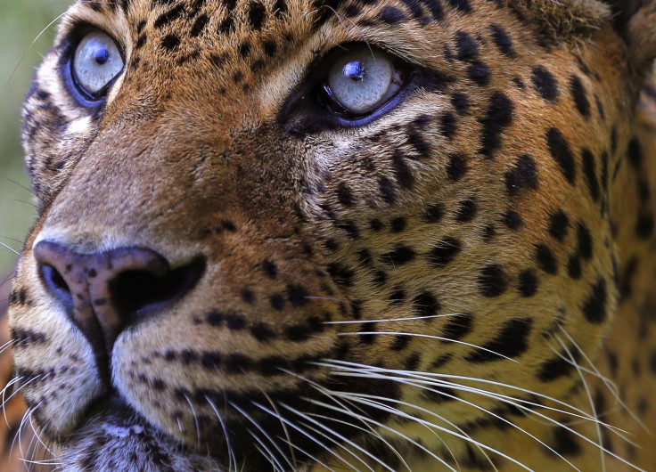 LEOPRD LEOPRD