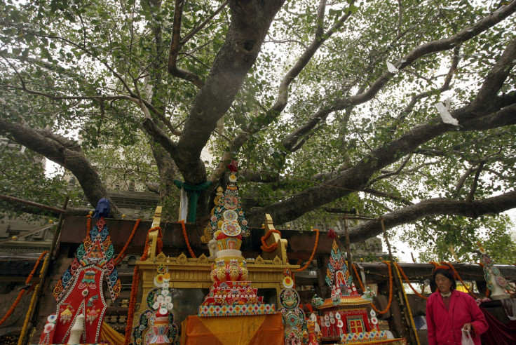 BODHI TREE